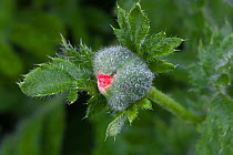 Oriental poppy (Papaver orientale), close up of bud. UK, June.