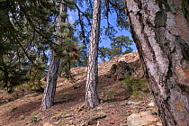 Ancient black pines (Pinus nigra), Troodos National Park, Cyprus, May.