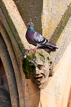 Feral pigeon (Columba livia) on the West front of Wells Cathedral, Somerset, UK, April.