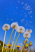 Dandelion (Taraxacum officinale) seeds blowing in the wind. UK, April.