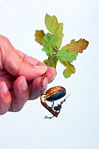 Seedling oak (Quercus robur) held in hand.