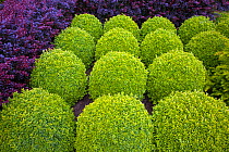Topiary box globes in Norfolk garden, UK, June.