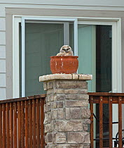 Great horned owl (Bubo virginianus), large chick in nest in a plant pot outside house, Aurora, May.