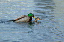 Mallard (Anas platyrhynchos) pair mating in city park pond, female almost completely submerged, Reykjavik, Iceland, May.