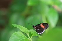Postman butterfly (Heliconius melpomene), Butterfly farm, Captive. Occurs in Central and South America.