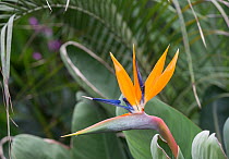 Bird of Paradise or crane flower (Strelitzia reginae). In cultivation. Occurs in South Africa.