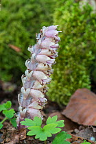 Toothwort (Lathraea squamaria). Parasitic on Hazel (Corylus)  Surrey, England, April.