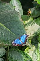 Blue morpho butterfly (Morpho peleides). Captive. Occurs in Central and South America.