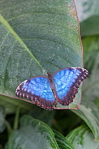 Blue morpho butterfly (Morpho peleides). Captive. Occurs in Central and South America.