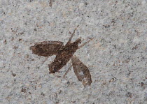 Fossilised March fly (Plecia pealei). Eocene, 37 to 58 million years old. From Fossil Lake F-2, Green River Formation, near Kemmerer, Wyoming.
