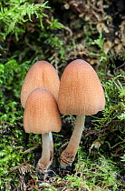 Glistening inkcap fungus (Coprinus / Coprinellus micaceus), Surrey, England, February.