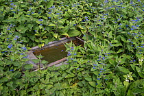 Green alkanet (Pentaglottis sempervirens) with nettle and white dead nettle growing around an old cattle trough, Surrey, England, April.