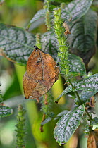 Indian leafwing butterfly (Kallima paralekta). Captive. Occurs in Indonesia.