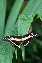 King swallowtail (Papilio thoas). Captive. Occurs in the Americas.