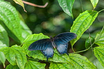 Low's swallowtail butterfly (Papilio lowi), male. Captive. Occurs in Borneo, Indonesia and the Philippines.