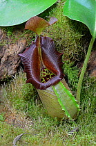 Robert Cantley's Pitcher Plant (Nepenthes robcantleyi) cultivated specimen in botanic garden, Surrey, UK.