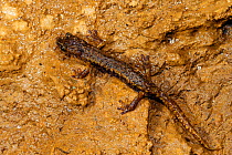 Italian cave salamander (Hydromantes italicus), Italy, April.
