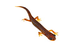 Italian cave salamander (Hydromantes italicus) against white background, Italy, April. Controlled conditions.