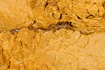 Ambrosi's cave salamander (Hydromantes ambrosii), Italy, April.