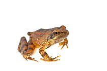 Italian stream frog (Rana italica) against white background, Italy, April. Controlled conditions.