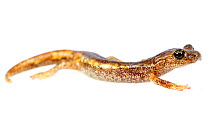 Ambrosi's cave salamander (Hydromantes ambrosii) against white background, Italy, April. Controlled conditions.