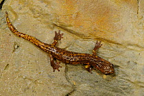 Strinati's cave salamander (Hydromantes strinatii), Italy, April.
