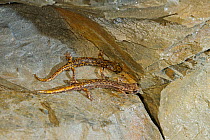 Two Strinati's cave salamanders (Hydromantes strinatii), Italy, April.