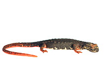 Northern spectacled salamander (Salamandrina perspicillata) against white background, Italy, April. Controlled conditions.
