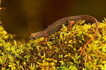 Northern spectacled salamander (Salamandrina perspicillata), Italy, April.