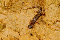 Strinati's cave salamander (Hydromantes strinatii), Italy, April.