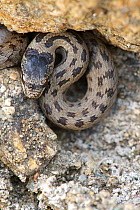 Smooth snake (Coronella austriaca), Italy, April.