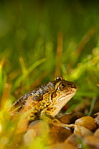 Common spadefoot (Pelobates fuscus), France, May.