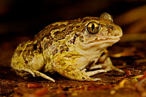 Common spadefoot (Pelobates fuscus), France, May.