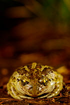 Common spadefoot (Pelobates fuscus), front view, France, May.