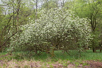 Flowering bird cherry (Prunus padus), Cumbria, UK. April.