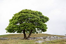 Sycamore tree (Acer pseudoplatanus) growing on limestone pavement, Lancashire, UK. May.