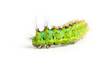 Emperor Moth caterpillar (Saturnia pavonia) late instar, aged 4-5 weeks.