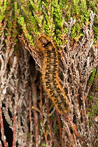 Fox Moth caterpillar (Macrothylacia rubi), Hallam Moor, South Yorkshire, UK. May.