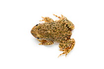 Common Midwife Toad (Alytes obstetricans) from a naturalised colony in South Yorkshire / Nottinghamshire, UK. May.