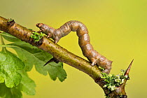 Geometer moth (Geometridae) caterpillar also known as a looper or inch-worm caterpillar, Yorkshire, UK. April.
