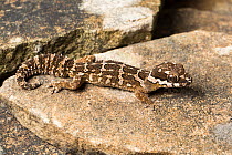 Barnard's thick-toed gecko (Pachydactylus barnardi), Springbok, Northern Cape (Namaqualand), South Africa. April.