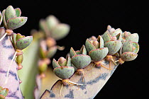 Mexican hat plant, or "Mother-of-thousands" (Bryophyllum daigremontianum) showing adventitious plantlets developing along edge of leaf, a form of vegetative reproduction.