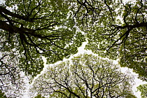 Looking up at canopy of oak woodland, Roudsea Wood, Cumbria, UK. April 2014. Canopy shyness