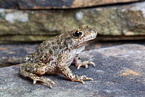 Common Midwife Toad (Alytes obstetricans) from a naturalised colony in South Yorkshire / Nottinghamshire, UK. May.