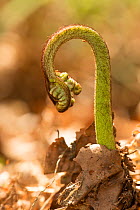 Bracken (Pteridium aquilinum) frond unfurling, Derbyshire, UK. April.