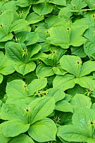 Herb Paris (Paris quadrifolia), Lancashire, UK. April.