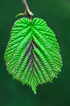 Fresh hazel (Corylus avellana) leaf in spring. Dorset, UK, April.