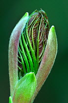 Sycamore (Acer pseudoplatanus) bud opening in spring. Dorset, UK, April.
