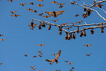 Little red flying-foxes (Pteropus scapulatus) roosting on inland white mahogany, part of large colony (estimated to peak at about 100,000 bats) that took up residence in early December 2013, Wild Rive...