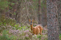 Roe deer (Capreolus capreolus) doe in Scots pine woodland, Cairngorms National Park, Scotland, UK, August.